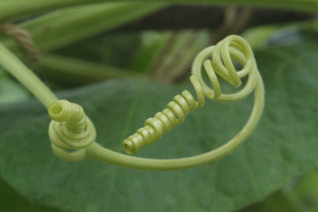 Spiral from a gourd Image