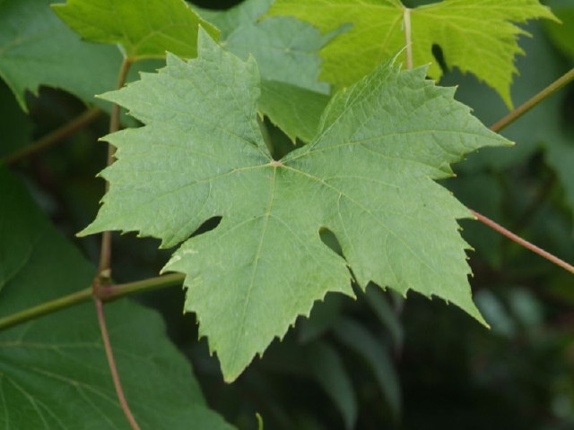 Vine leaf Image